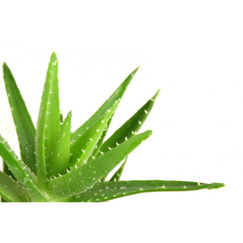 Aloe vera, soins cosmétiques pour la peau